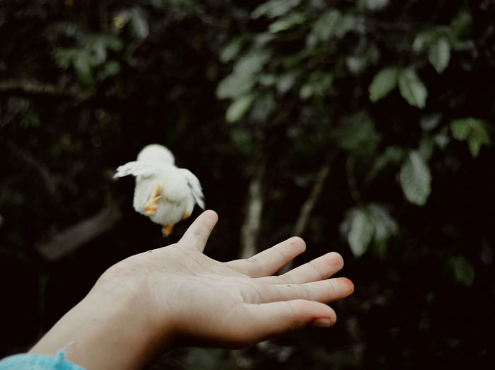 Cropped hand of woman holding flower