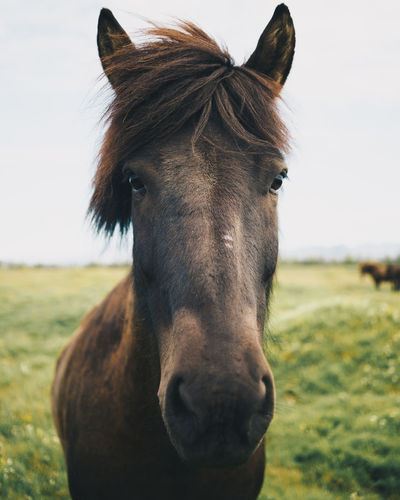 Close-up portrait of horse on field