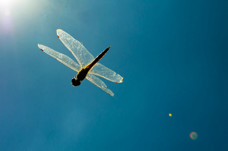 Close-up of dragonfly flying against sky