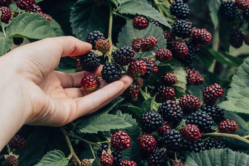 Cropped hand of woman holding berries