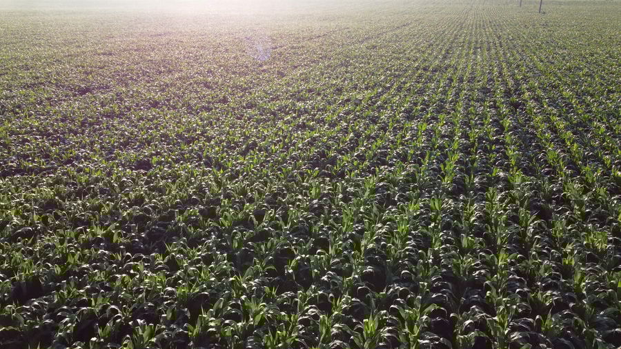 field