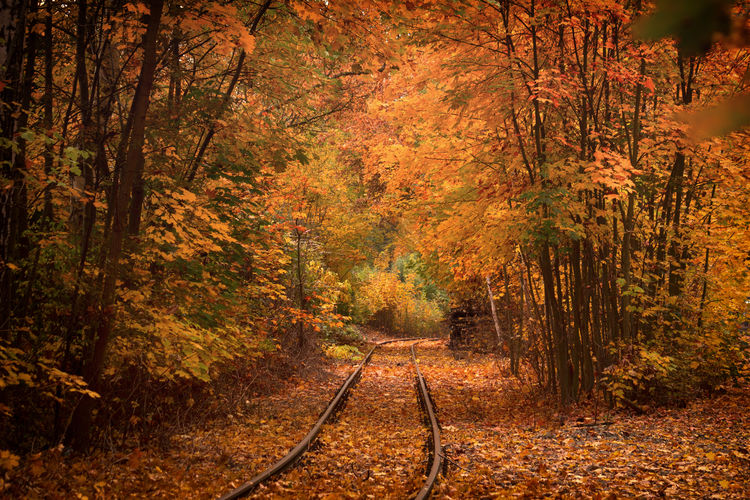 Railroad track amidst trees in forest during autumn