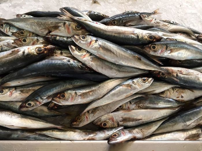 Close-up of fresh sardines in ice bucket at fish market