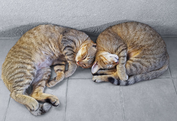 High angle view of cats sleeping on tiled floor
