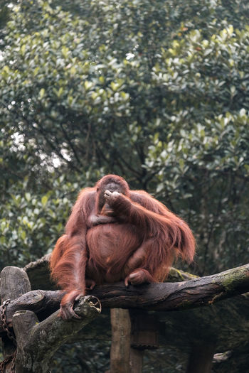 An orangutan sitting on tree while closing his eyes