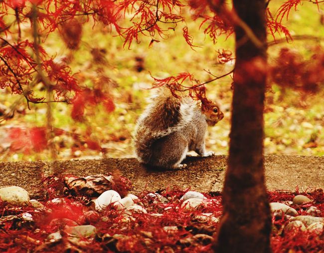View of squirrel on tree during autumn