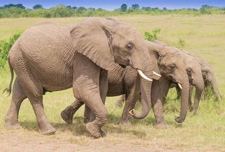 Elephants walking according to size 