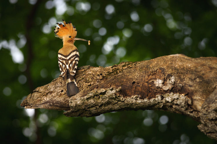 Close-up of woodpecker perching on tree