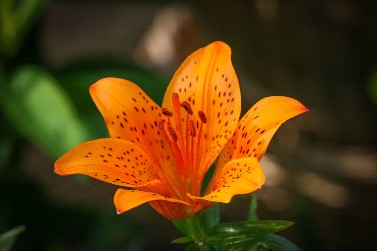 Close-up of orange lily blooming outdoors