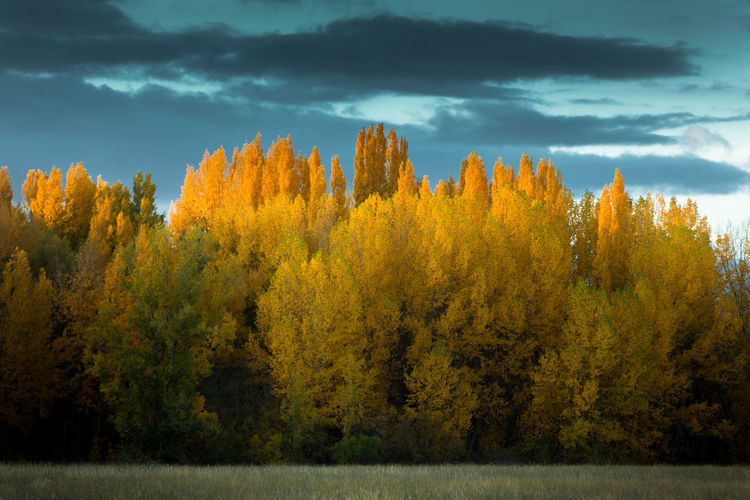 View of yellow autumn trees