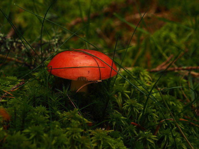 Close-up of red mushroom growing in grass