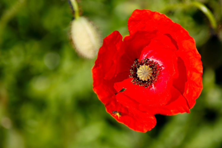 Close-up of red rose flower
