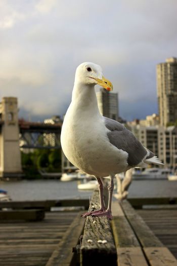 Close-up of seagull perching on water against sky