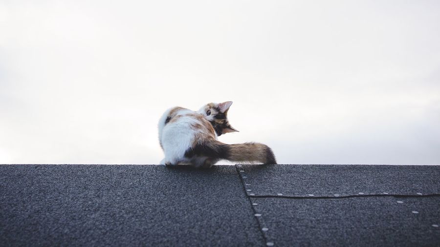Cat sitting on wall