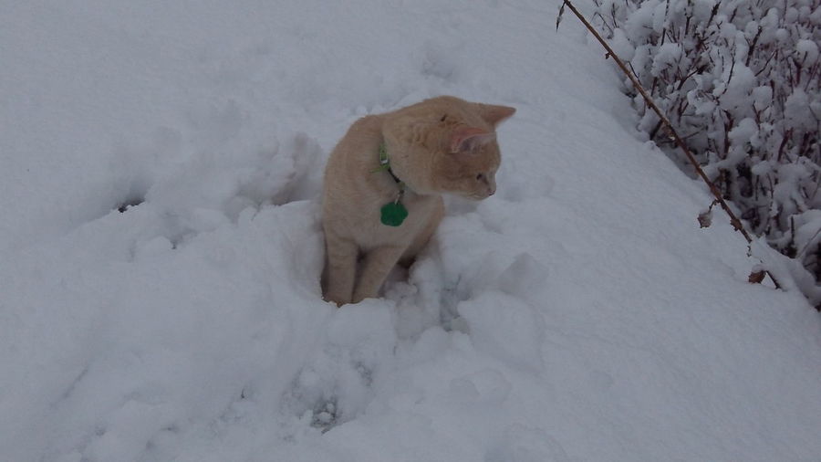 Dog on snow field during winter