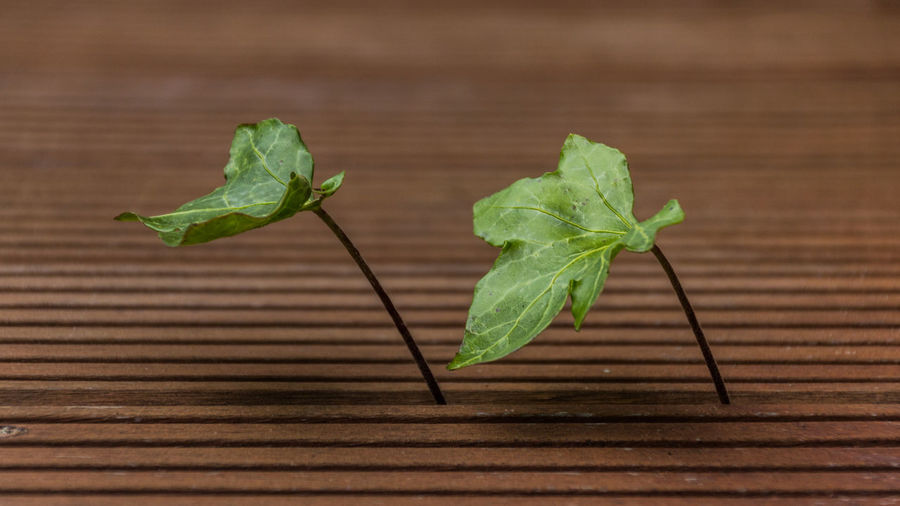 Close-up of green leaves on table