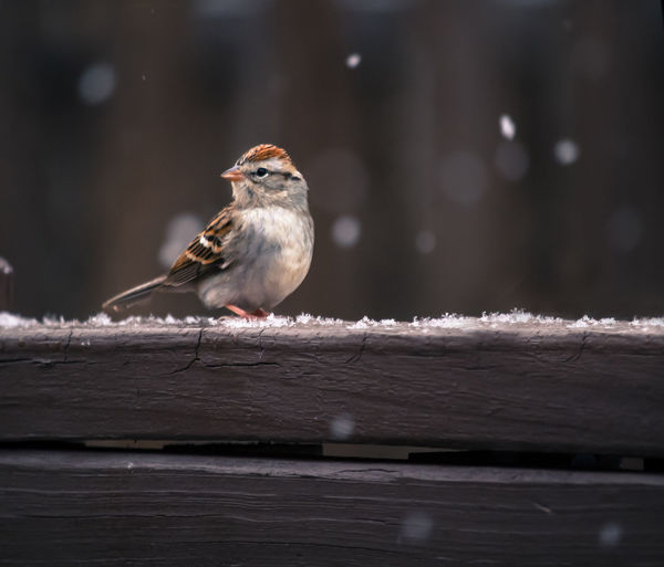 Close-up of bird perching on wooden railing during winter