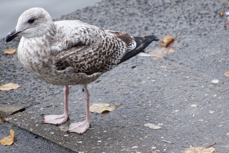 Close-up of seagull on street