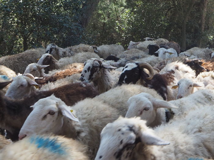 Flock of sheep