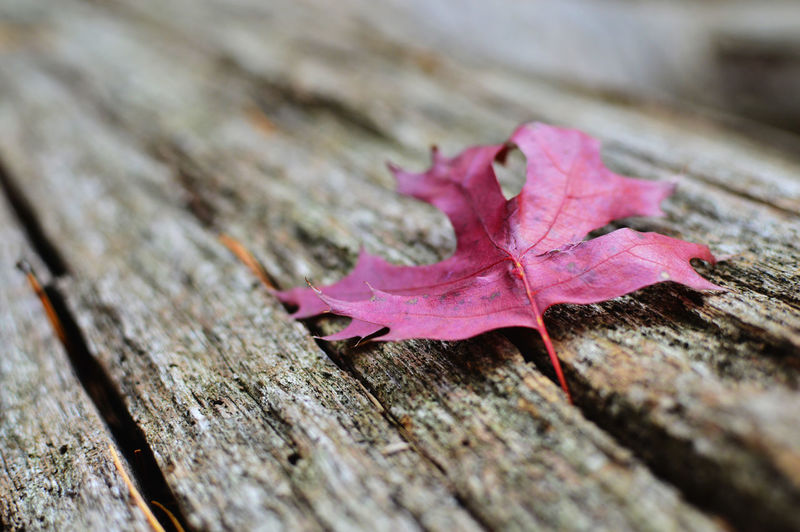 Close-up of maple leaf fallen on wood