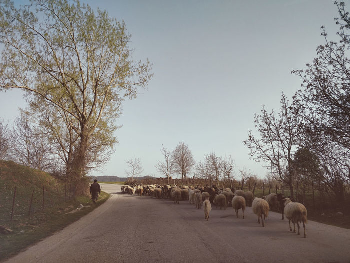 Flock of sheep on road against sky