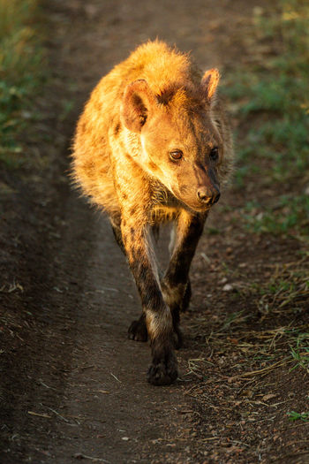 Spotted hyena walks on track turning head