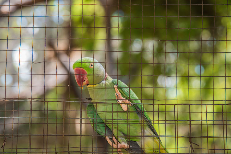Close-up of parrot in cage