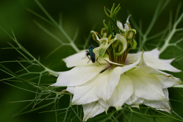 Close-up of a black cumin flower 
