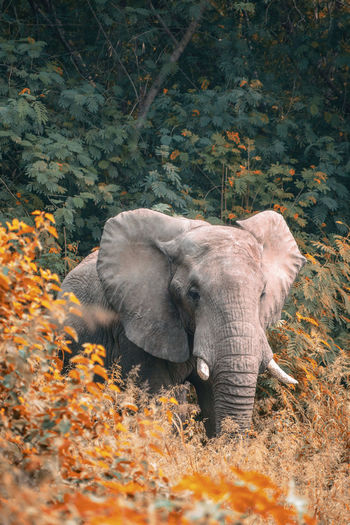 Elephant behind the bushes