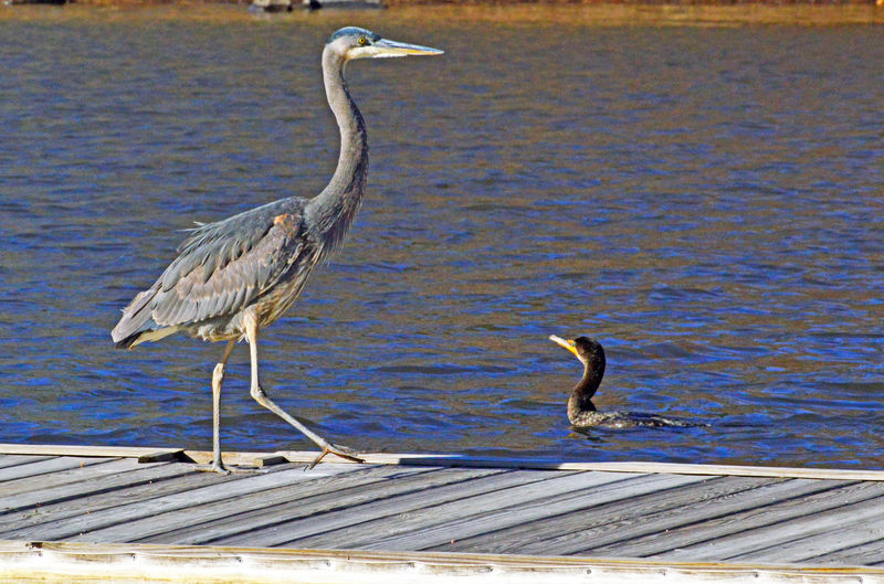 High angle view of gray heron perching on wood in sea