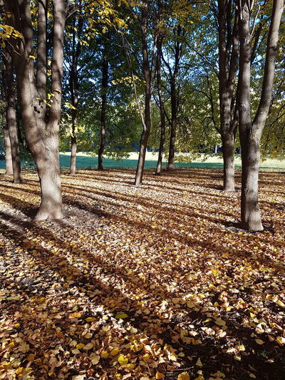 View of trees in park during autumn