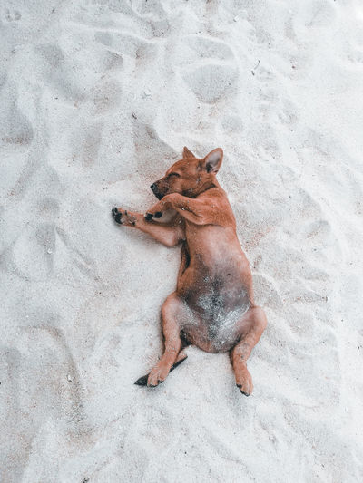 Dog running on snow