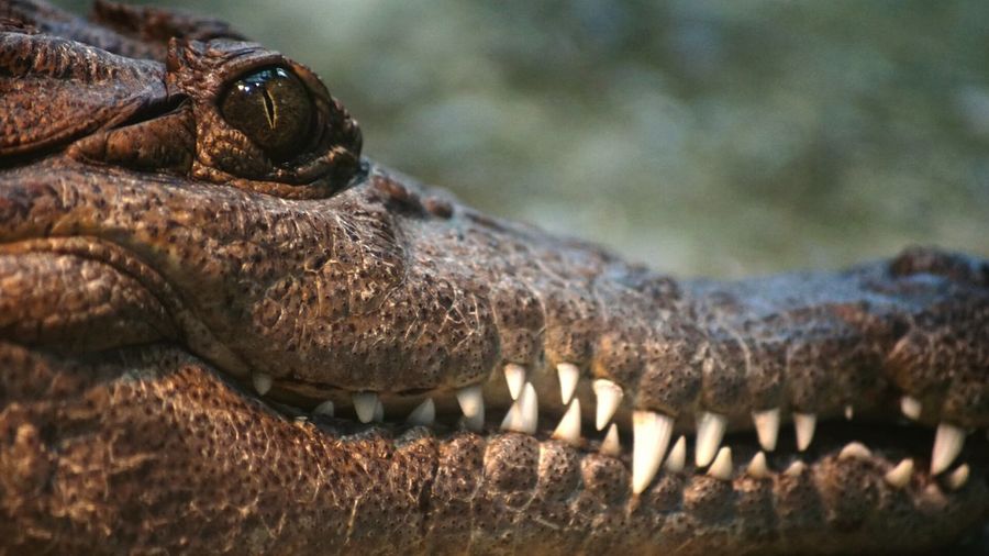 Close-up of crocodile in zoo