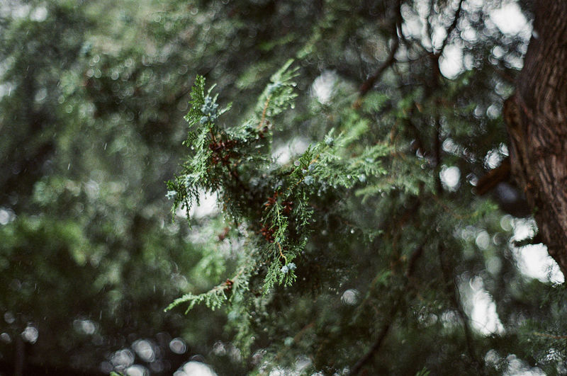 Low angle view of pine trees in forest