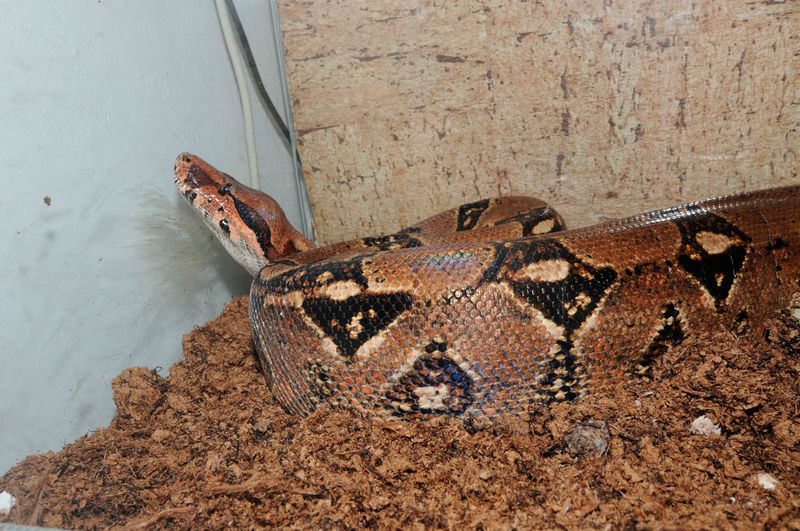 Python in a terrarium, one of the largest snake species in the world