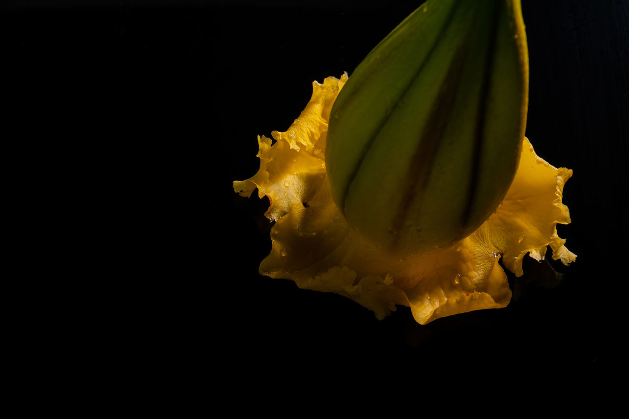 yellow, black background, flower, studio shot, macro photography, leaf, plant, indoors, no people, nature, water, close-up, petal, freshness, food and drink, cut out, copy space, food