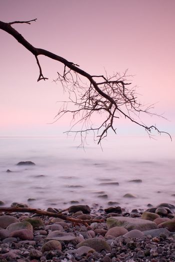 Romantic morning. bended tree above sea level, boulders. pink horizon with first hot sun rays.