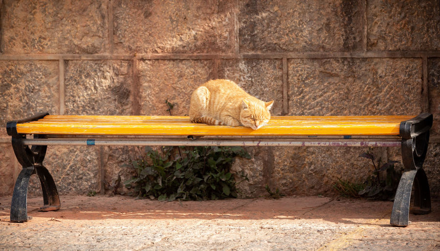 Cat on road against wall