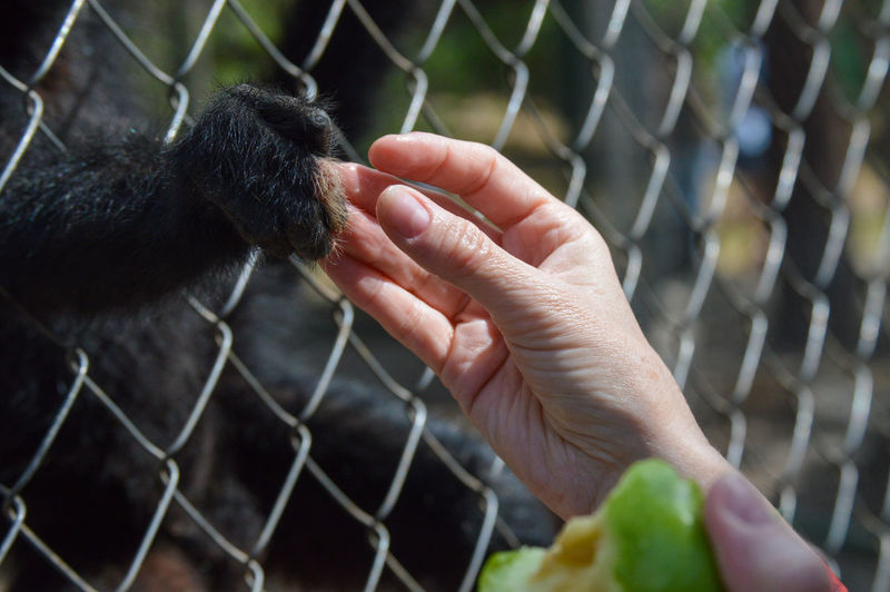 Close-up of a hand feeding to chainlink fence