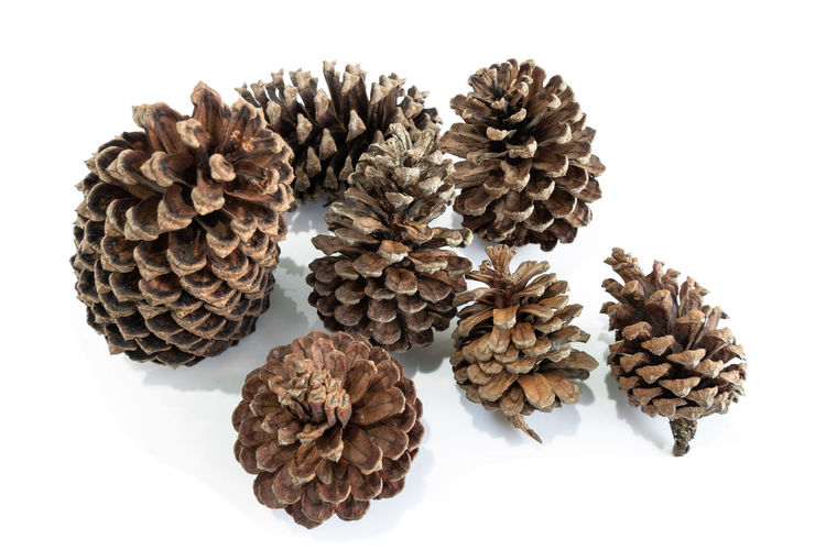 High angle view of pine cone against white background