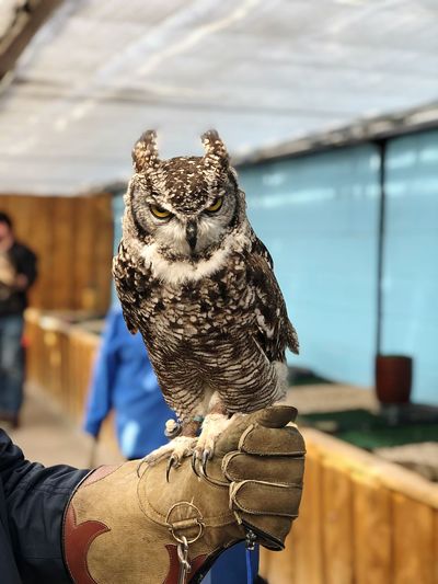 Low angle view of owl perching on hand