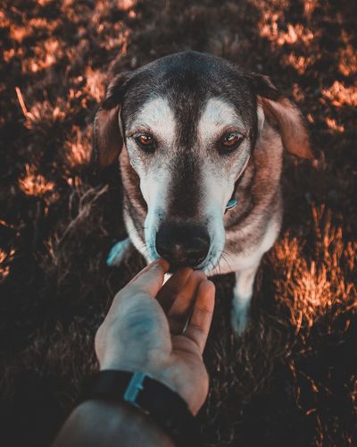 Close-up portrait of hand holding dog during autumn