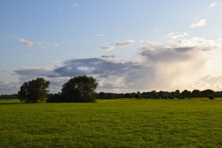 Scenic view of field against sky