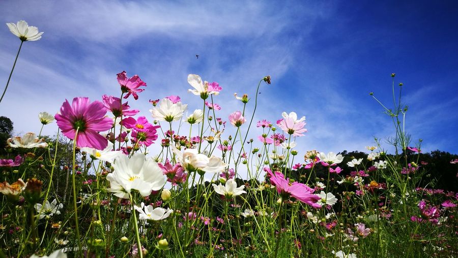 Close-up of pink cosmos flowers on field against sky
