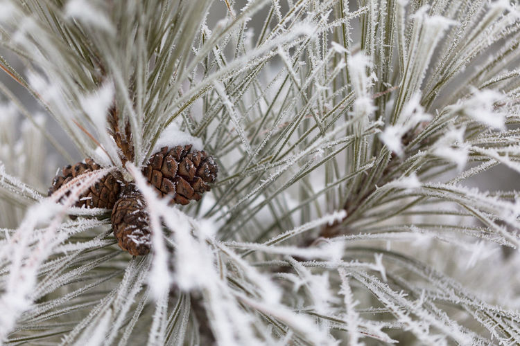 Close-up of pine cone on snow covered land
