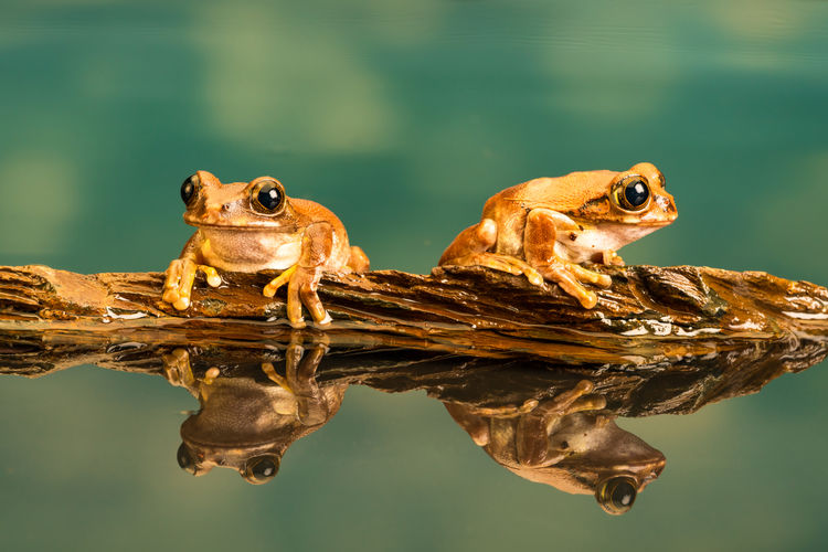 Close-up of frogs on wood in lake