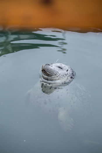 High angle view of seal in lake