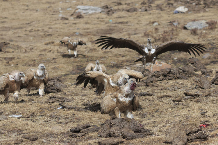 Griffon vultures on field