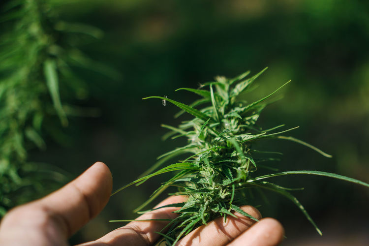 Close-up of hand holding plant