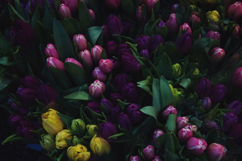 Details of colorful tulips in the flower market in amsterdam, netherlands